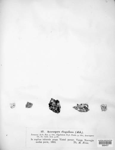 Glypholecia image